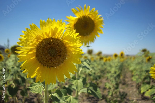 Obraz sunflower in the field