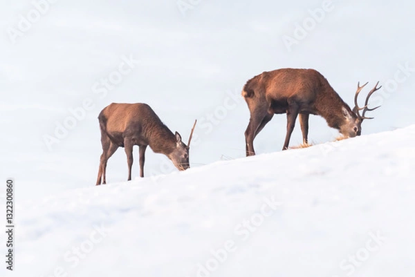 Fototapeta Young Deer (Cervus) walk on a slope and eat grass on a snowy slope. Winter landscape in the mountains.