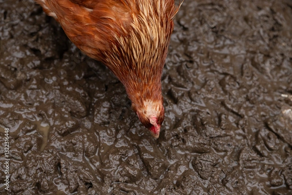 Fototapeta head of chicken top view. one free range red domestic chicken hen eat on wet ground on organic farm or countryside yard