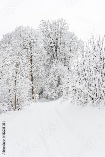 Fototapeta Winter landscape with snowy trees, view during mountain hike on hiking trail. Winter day with cloudy and foggy weather.