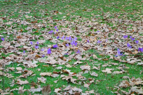 Fototapeta Violet flowers in meadow
