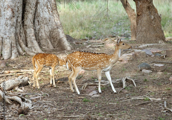 Fototapeta The cheetal deer in Ranthambore National Park