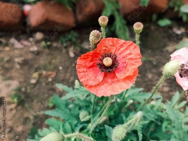 Obraz red poppy flower