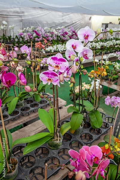 Obraz A vibrant display of pink and white orchids in full bloom arranged in pots inside a greenhouse, showcasing the beauty of tropical flowers in a well-maintained plant nursery.