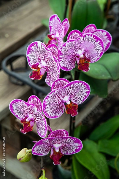 Obraz A close-up of a vibrant pink and purple Phalaenopsis orchid in bloom with intricate patterns on its petals, showcasing the natural beauty and delicate details of this exotic tropical flower.