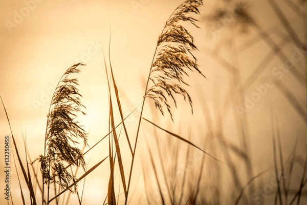 Fototapeta Trzciny w wieczornym świetle