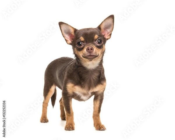 Obraz Ładny brązowy stojący chihuahua