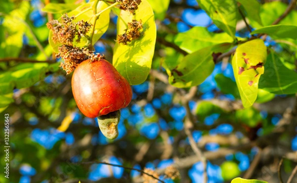 Obraz cashew tree