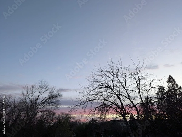 Obraz silhouette of trees at sunset