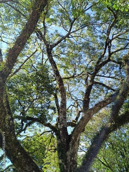 Fototapeta Grandearvore de parque. Florestas
