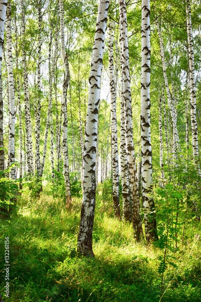 Obraz summer in sunny birch forest