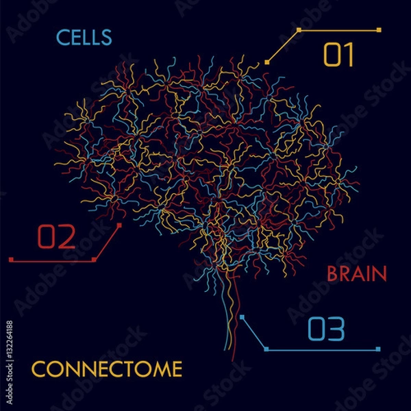 Obraz brain cells connectome