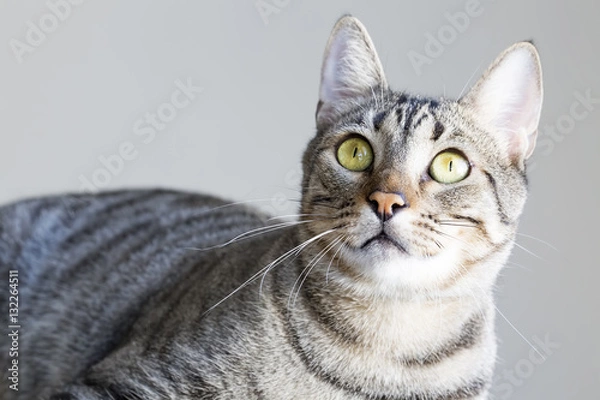 Fototapeta Tekir Kedi