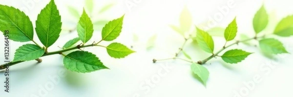 Obraz Leafy branches with delicate veins on white background, foliage,