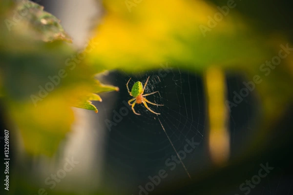 Obraz Spinne im Weingarten