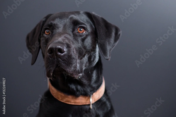 Obraz Labrador Retriever