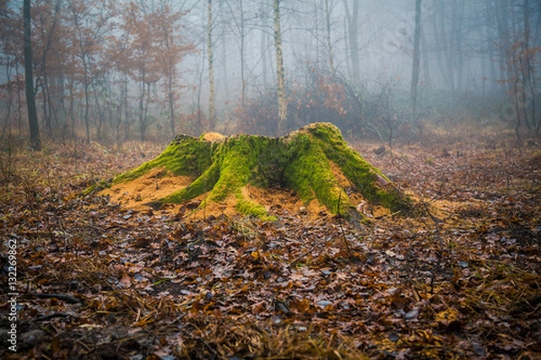 Obraz Baumstamm Herbstmoos