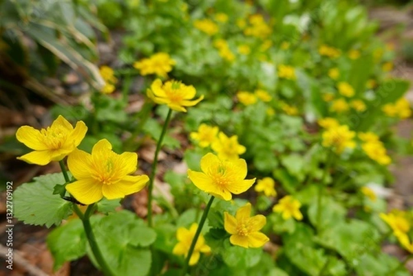 Obraz リュウキンカ