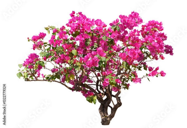 Obraz Bougainvilleas tree isolated on white background