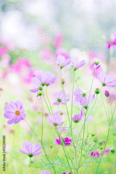 Obraz cosmos flowers and bokeh
