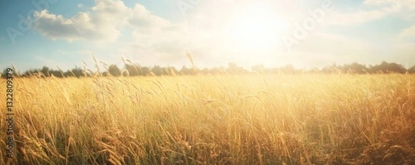 Obraz A bright sun shining over a beautiful field of tall grass