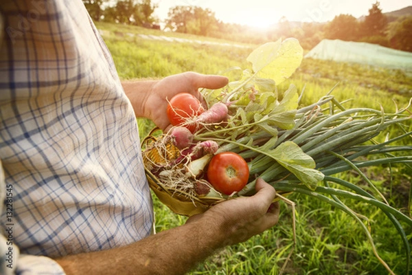 Obraz Farmer holding fresh picked vegetables
