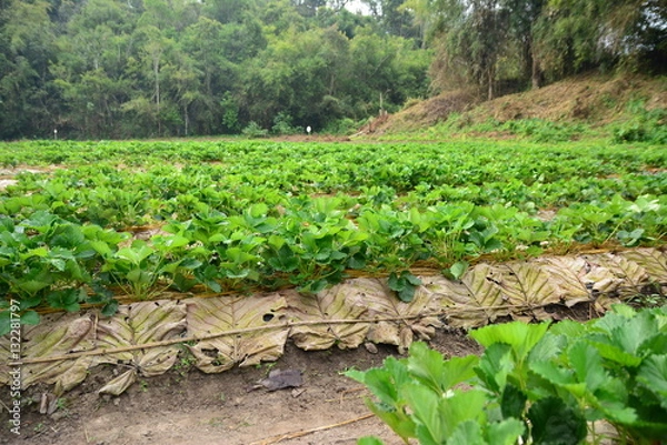 Obraz Strawberry farm