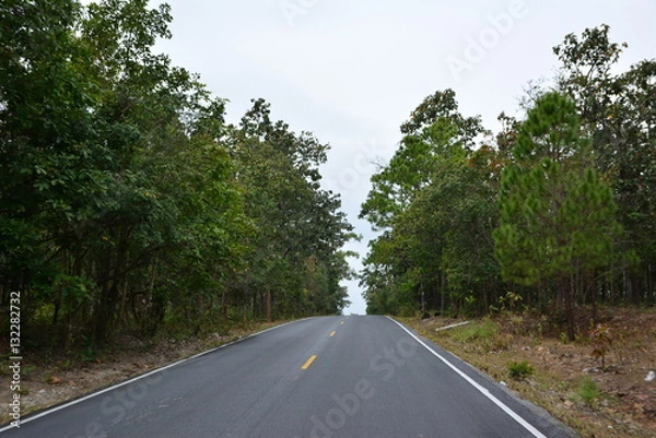 Obraz The road to forest