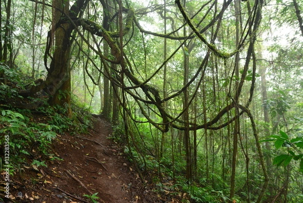 Obraz Forrest and fog.