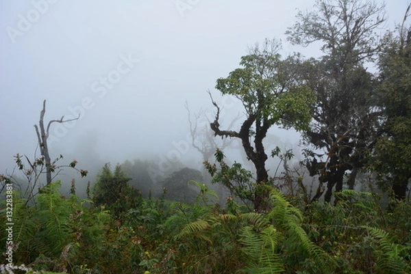 Obraz Forrest and fog.