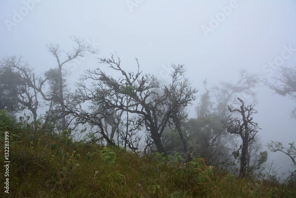 Obraz Forrest and fog.