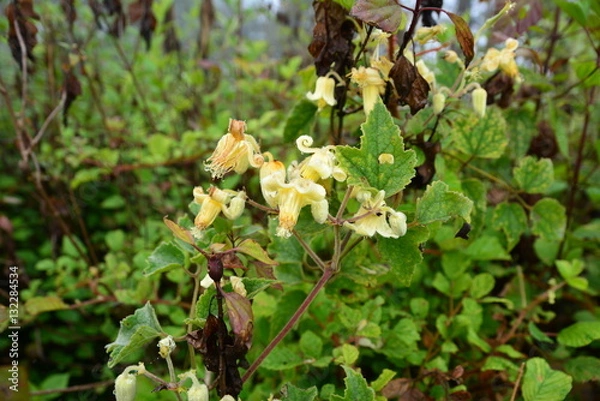 Obraz landscape views and nature.