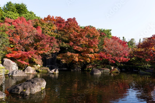 Obraz Japanese garden with maple tree