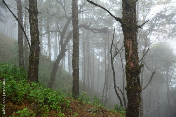 Obraz Forrest and fog.