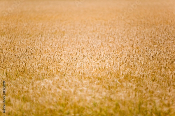 Obraz 060805-0012