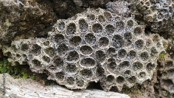 Fototapeta Stunning Natural Pattern of Fossilized Dead Coral Reefs Texture Close-Up