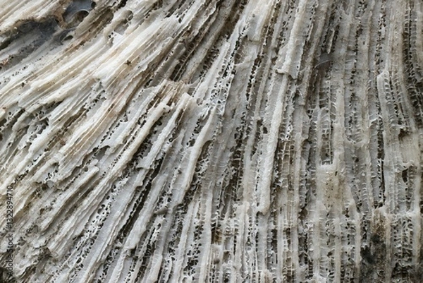 Fototapeta Stunning Natural Pattern of Fossilized Dead Coral Reefs Texture Close-Up
