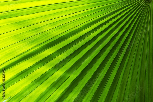 Obraz Palm leaves texture with shadow