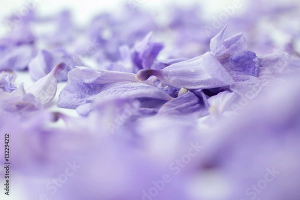 Obraz violet jacarandas flower with copy space