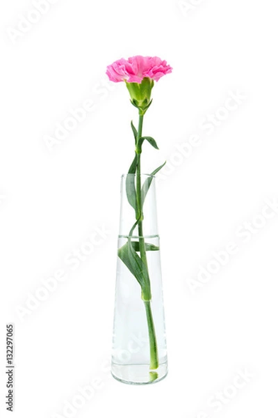 Obraz Pink carnations flower isolated on white background