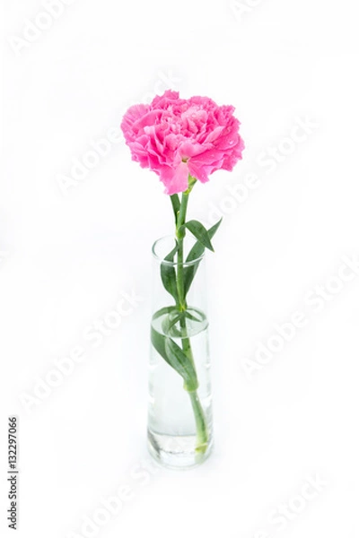Obraz Pink carnations flower isolated on white background