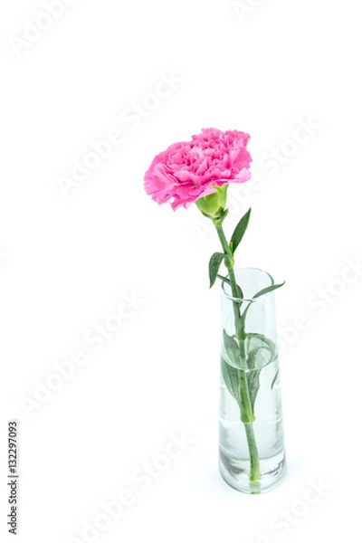 Obraz Pink carnations flower isolated on white background