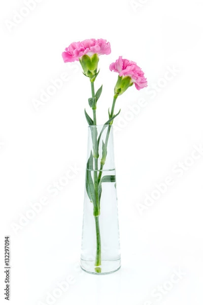 Obraz Pink carnations flower isolated on white background