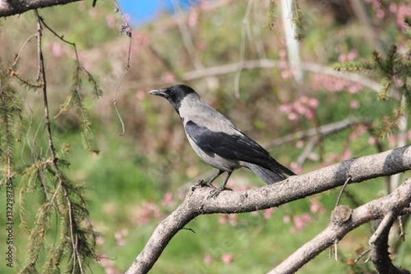 Obraz Corvo di profilo