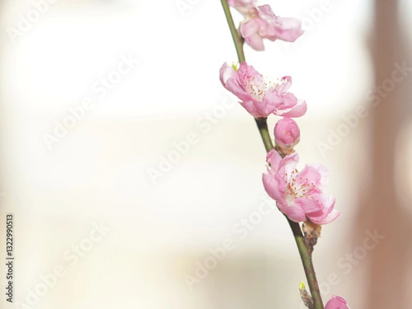 Fototapeta Cherry blossom with bright background. sign of spring.