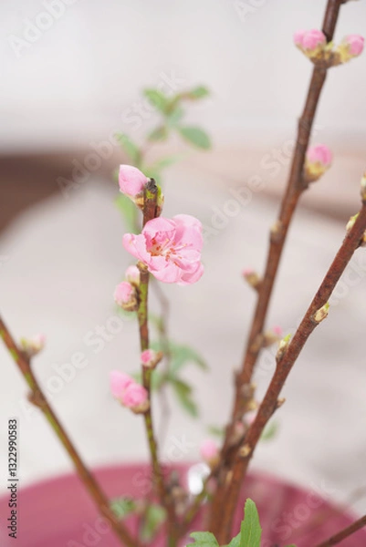 Fototapeta Cherry blossom with bright background. sign of spring.