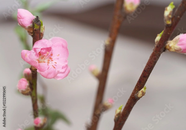Fototapeta Cherry blossom with bright background. sign of spring.