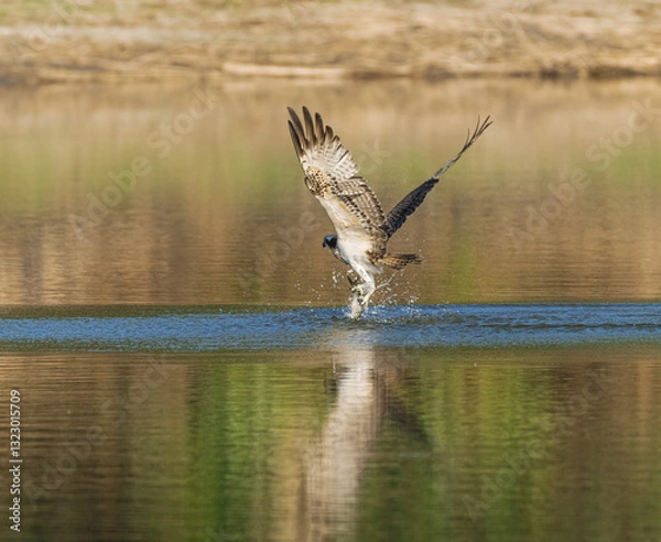 Fototapeta osprey lifting a fish.