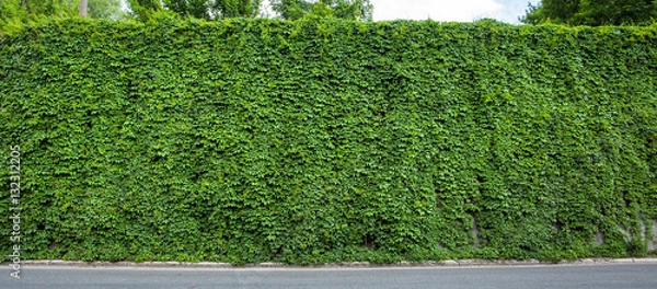 Obraz Green ivy covered wall as background image