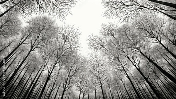 Fototapeta branches trees line art